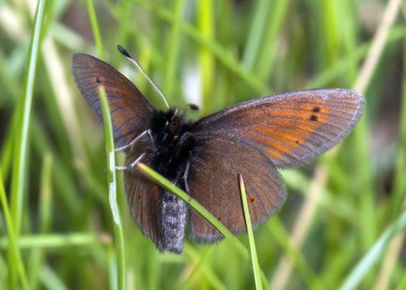 Erebia epiphron  (dal Gran Sasso)